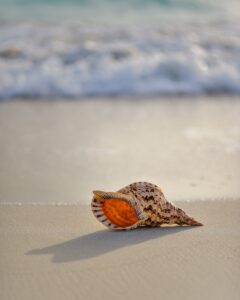 Un coquillage